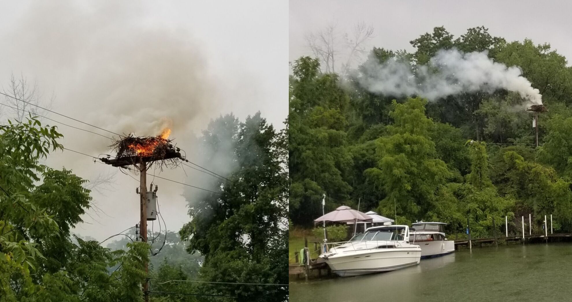 Bird nest blaze